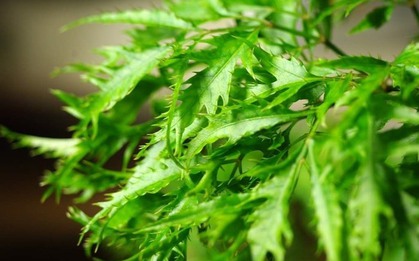 Loại cây trồng làm cảnh trong nhà được ví như “nhân sâm”: Chuyên gia đưa ra bằng chứng