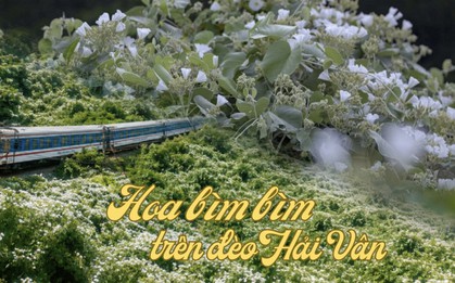 Việt Nam có cung đường đang xảy ra hiện tượng "tuyết mùa hè" phủ trắng đèo đẹp như phim