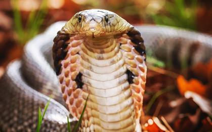Chồng bị rắn cắn, vợ dùng miệng hút nọc độc, cả 2 đều nhập viện