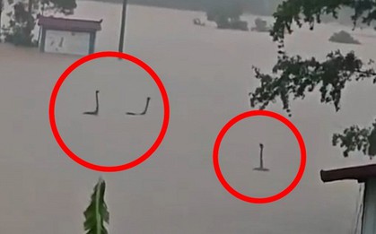 Làm rõ bức ảnh rắn ngóc đầu như “quái vật hồ Loch Ness” trong nước lũ Trung Quốc: Sự thật còn không tưởng hơn