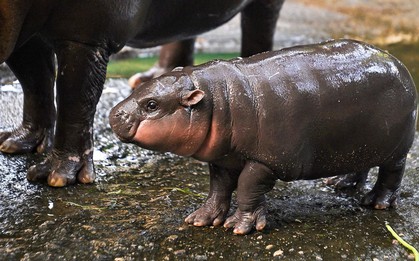 Moo Deng sinh nhật 2 tuổi và tin vui dành cho các du khách sắp đến Thái Lan