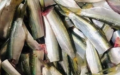 Mỹ đánh giá loại cá "tốt bậc nhất thế giới", người Việt gặp hàng ngày ngoài chợ