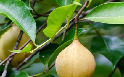 Đắt hơn sầu riêng, Việt Nam trồng được một loại ‘sản vật’ đắt đỏ thứ 3 thế giới: Giá gần 8.000 USD/tấn, ít nhất 3 năm mới cho thu hoạch