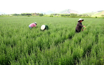 Loại cây quen thuộc với người Việt, được ví như "vệ sĩ của gan": Khi dùng cần đặc biệt chú ý