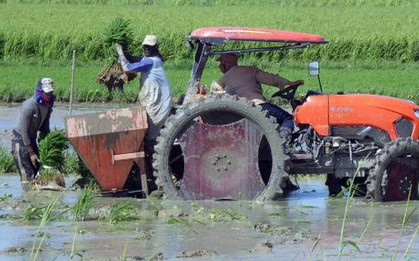 Việt Nam mang sang một thứ chưa từng có, Cuba hồi sinh những cánh đồng từng tuyệt vọng, lúa cao gần 1,8m