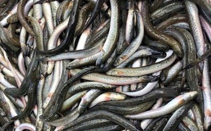 Loại cá giàu dưỡng chất có lợi cho sức khỏe nhưng tên khá lạ