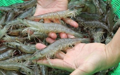 Vì sao gọi là "đắt như tôm tươi"?