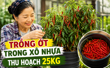 Chỉ với những chiếc xô nhựa, bà cụ thu hoạch gần 25kg ớt: Cư dân mạng trầm trồ "Đúng là cao thủ làm vườn"