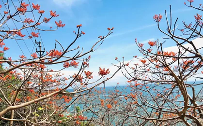 Rực rỡ hoa ngô đồng ở Cù Lao Chàm