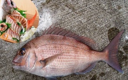 3 loại cá được ví như "siêu thực phẩm" cho não bộ: Ăn đều 2 bữa/tuần giúp tăng trí nhớ, nâng cao miễn dịch