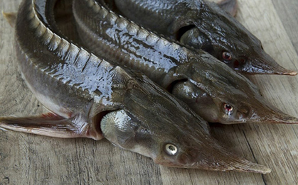 Loại cá có vẻ ngoài xấu xí nhưng lại là "kho báu dinh dưỡng": Thịt dày, ít tanh, giàu omega-3
