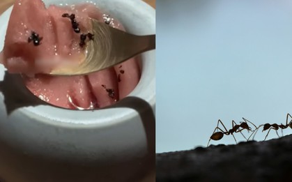Nhà hàng hai sao Michelin tại Hàn Quốc vướng vòng lao lý vì rắc hàng chục nghìn con kiến vào món tráng miệng độc lạ
