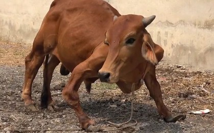 Người đàn ông trả 19,5 triệu đồng để mua con bò dị tật ở lò mổ