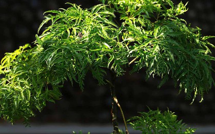 4 lý do vì sao nên trồng một cây đinh lăng ở cổng nhà