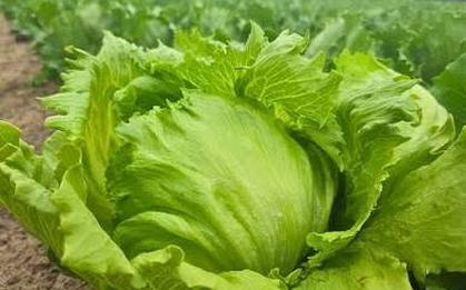 Gần 2.000 người nhiễm ký sinh trùng nghi do ăn xà lách, 98 người phải nhập viện