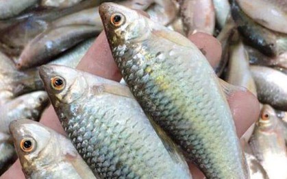 Loài cá có cái tên ai nghe cũng phải hỏi lại, đặc sản chinh phục thực khách khó tính bằng hương vị khó kiếm