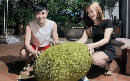 Xuất hiện quả mít 50kg ở Bắc Ninh, mỗi năm chỉ ra 1-2 quả, hương vị gây tò mò