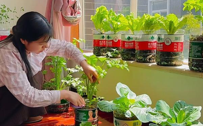 Cô gái biến ban công 6m² thành vườn rau hơn 20 loại: Mỗi ngày chăm 10 phút, rau xanh ăn không hết