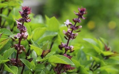 5 lý do vì sao nên trồng một chậu cây húng quế trong nhà