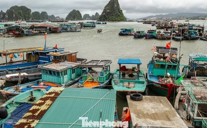 Quảng Ninh: Đưa hơn 3.000 lao động cùng 1.300 tàu cá về bờ tránh bão