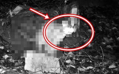 Đặt camera bắt trộm gà, chủ nhà chết lặng thấy sinh vật lạ và đồng bọn quay lại: Lập tức gọi chuyên gia!
