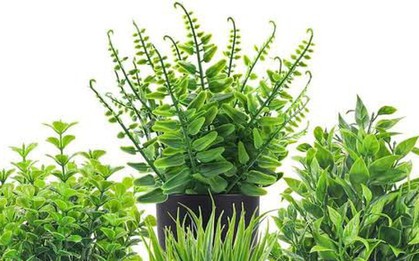 5 loại cây chớ nên đặt trong nhà