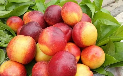 "Cực phẩm" mùa hè từ những loại trái cây vừa ngon vừa bổ