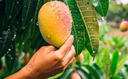 Tiếc mấy quả xoài, người đàn ông suýt liệt cả đời