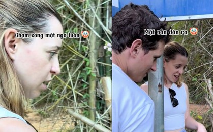 Du khách Tây 'mồm chữ O mắt chữ A', đứng cả buổi 'trêu' cây xấu hổ ở Mai Châu