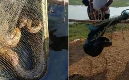 Đi đánh cá, ngư dân bắt gặp cảnh tượng nổi da gà trong hồ