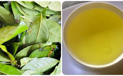 Điều gì sẽ xảy ra với cơ thể nếu bạn uống nước chè xanh mỗi ngày?