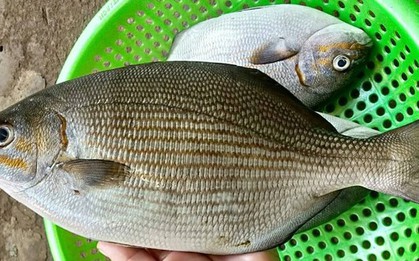 Loài cá có cái tên nghe "rùng rợn" nhưng thịt là nguồn dinh dưỡng cực kỳ quý giá