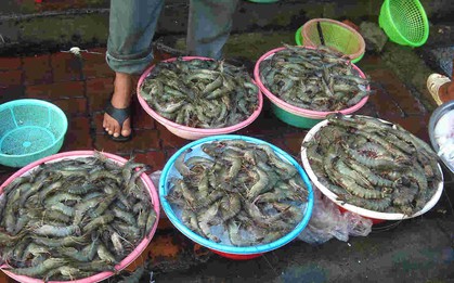 Chủ cửa hàng hải sản 20 năm nói thẳng: 5 loại tôm có cho không cũng đừng lấy, chỉ người "dại" mới mua