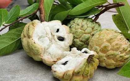 Những lưu ý khi ăn quả na, đặc biệt với hạt