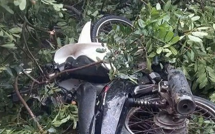 Cây xanh gãy đổ, đè tử vong nam thanh niên đi xe máy ở Đắk Lắk