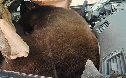 Phát hiện con gấu nặng 113,4 kg mắc kẹt rồi tử vong trong ô tô
