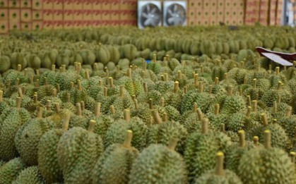 Trung Quốc đón tin cực vui từ quả sầu riêng - Việt Nam, Thái Lan góp công lớn