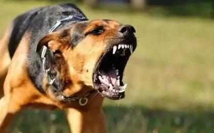 2 trường hợp tử vong do chó dại cắn tại Đồng Tháp