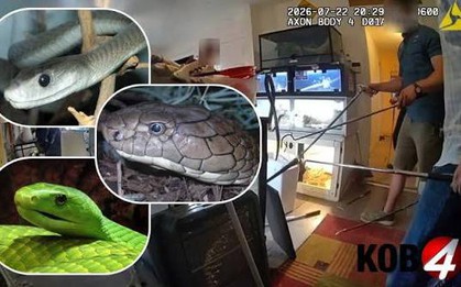 Đột kích một căn nhà, phát hiện 60 con bò sát, bao gồm cả loài rắn độc nhất hành tinh