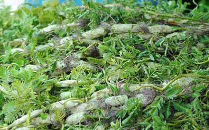 Ăn 1 nắm rau này "tốt ngang thịt", nhìn qua tưởng cỏ dại