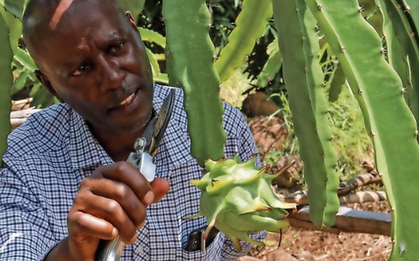Trồng thử loại ‘siêu trái cây' ở Việt Nam, người dân tại Kenya bất ngờ đổi đời: Hơn 3 năm được thu hoạch, sản lượng không đủ để bán