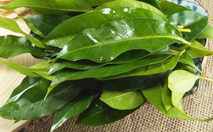 Nhà khoa học Việt nhận bằng sáng chế độc quyền từ lá vối: Thứ được tạo ra khiến nhiều người bất ngờ