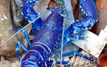Hai cha con bắt được con tôm hùm có màu xanh cực hiếm