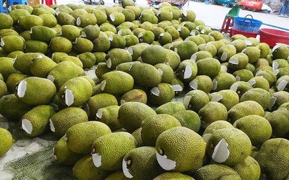 Sản vật triệu đô của Việt Nam khiến Trung Quốc phải thừa nhận ngon hơn của nhà trồng, giàu protein, được ví như 'cứu tinh của thế giới'