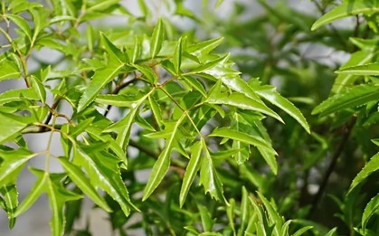 Điều gì xảy ra khi ăn lá đinh lăng với cá?