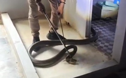 Thót tim cảnh rắn hổ mang chúa "khủng" hơn 3m vắt mình lên mái phòng tắm rình mồi, chủ nhà tá hoả gọi đội cứu hộ