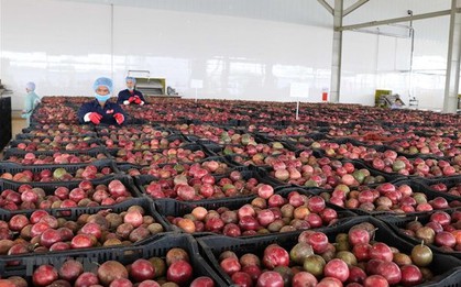 Loại quả "lọc" mỡ máu cực tốt, bán đầy chợ Việt giá chỉ từ 25.000 đồng/kg: EU ưa chuộng, xuất khẩu thu về hơn 116 triệu USD