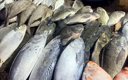 Đi chợ mua cá mà biết chọn ngay 7 loại, chuyên gia dinh dưỡng cũng phải khen: "Rất khôn ngoan"