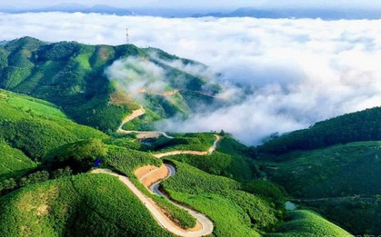 Siêu vùng 143.000ha của Việt Nam: Nắm giữ loài cây "chạm mây", cứ trồng là hái ra tiền triệu USD