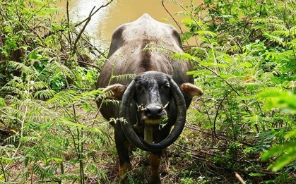 Kỳ lạ con trâu có cặp sừng cong ngược thành vòng tròn ở Đắk Lắk